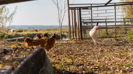 Wieś nad Narwią, Wiejski krajobraz Podlasia © podlaski49