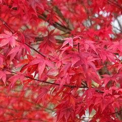 Acer palmatum 'Atropurpureum' or 'Emperor One '  |  Japanese maple 'Emperor' or Red Emperor maple, popular and beautiful crimson-red foliaged cultivars in autumn