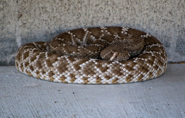 Obraz premium rattlesnake curled up near a wall