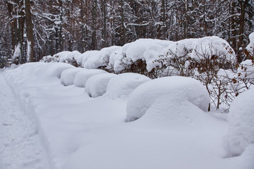 Winter Park with snow-covered paths