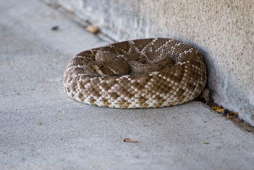 rattlesnake curled up near a wall