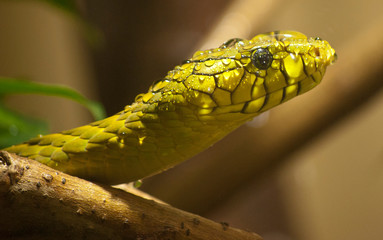 green snake with water droplets closeup