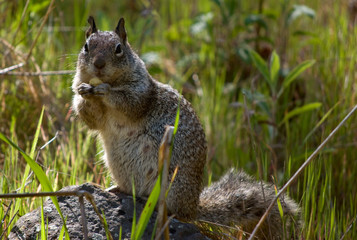 Naklejka na ściany i meble squirrel in the park eating seed