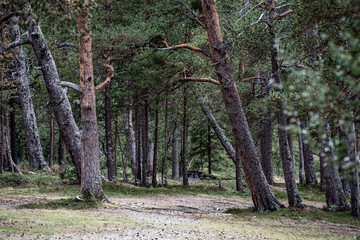 Fototapeta premium trees in the forest, jämtland, sweden