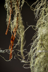 pine branches of tree, sweden