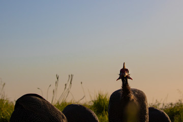 Curious guinefowl staring as the flock of guineafowls feed in a grass meadow at sunset.