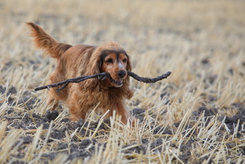 Cockerspaniel Hund