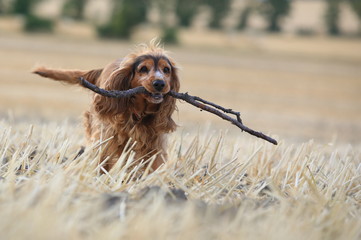 Cockerspaniel Hund