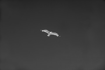 seagull flying in the blue sky, sweden