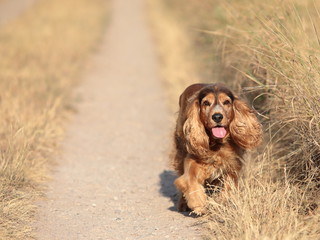 Cockerspaniel Hund