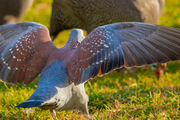 Speckled rock pigeon fighting over food and terriroy in a grass meadow at sunset.