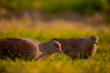 Speckled rock pigeons foraging in a grass meadow at sunset.