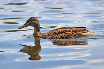 A large beautiful duck floats on the smooth surface of a blue lake