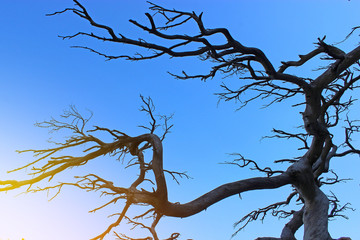 Dry black tree without leaves on a background of bright clear blue sky.