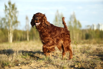 Irish Setter dog on spring field searching for prey
