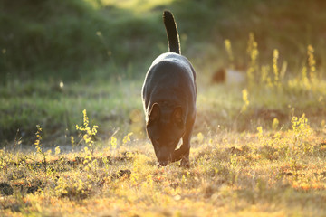 Black Dutch Shepherd standing on green field