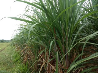 sugarcane