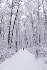 Obraz premium Snow alley in the forest. Winter in the park. Footprints in the snow