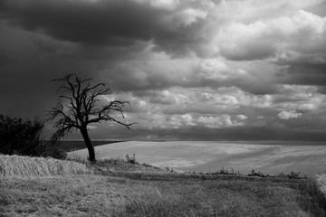 toter Baum - Stimmung