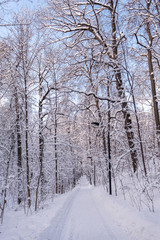 Snow alley in the forest. Winter in the park. Footprints in the snow