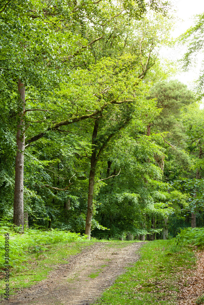 Wall mural woodland path new forest