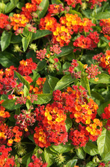 Obraz na płótnie Canvas Shrub of lantana camara with red flowers