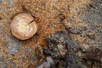 Wooden sawmill tree. Cutting wood. Paper industry 