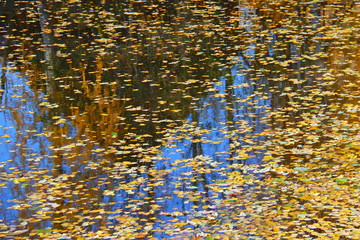 Yellow autumn leaves of trees on a blue surface of the water. Beautiful background. Water texture. Place for text. Copy space