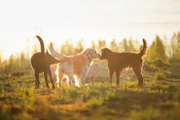 Dogs standing on field and smelling each other