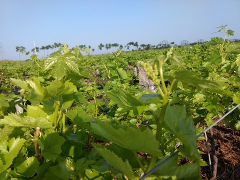 grapes farming