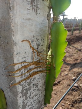 dragon fruit crop
