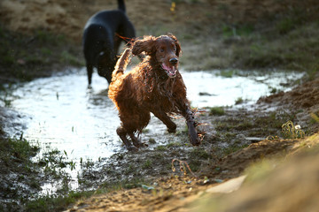 Playful dogs running on muddy puddle at countryside