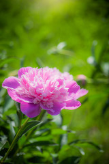 Pink peony flower close up