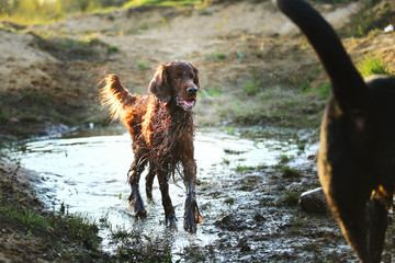 Playful dogs running on muddy puddle at countryside