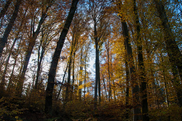 Autumn forests