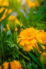 Flowering marigolds close-up.