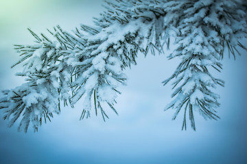 Fir branch in snow