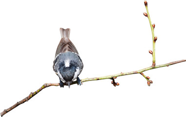 Cute little bird. Isolated bird and branch. White background. Bird: Coal Tit. Periparus ater.