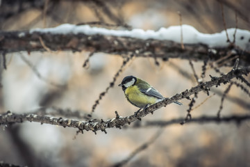Titmouse sitting on a tree branch.