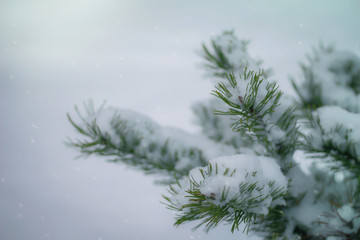 Fir branch in snow