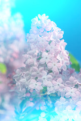 Lilac flower neon pink spring background.
