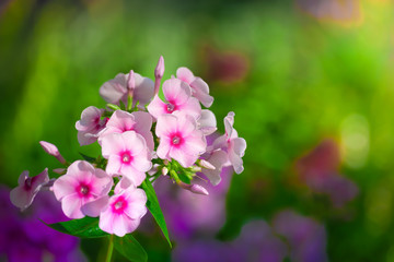 Fototapeta na wymiar Pink phlox flower close up.