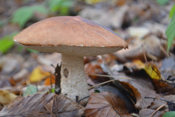 mushroom in the forest