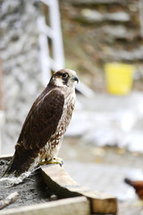 Falcon