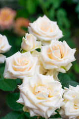 White rose flower on a blur background.