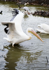 pelicans in water
