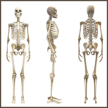 Human bones