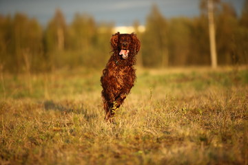 Hunting Irish Setter dog running on field