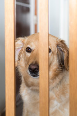 Sad dog behind wooden fence