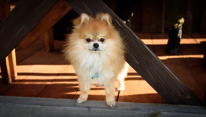 Pomeranian spitz looks from a wooden arbor
